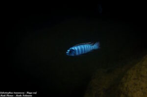 Labeotropheus trewavasae 'Higga Reef'